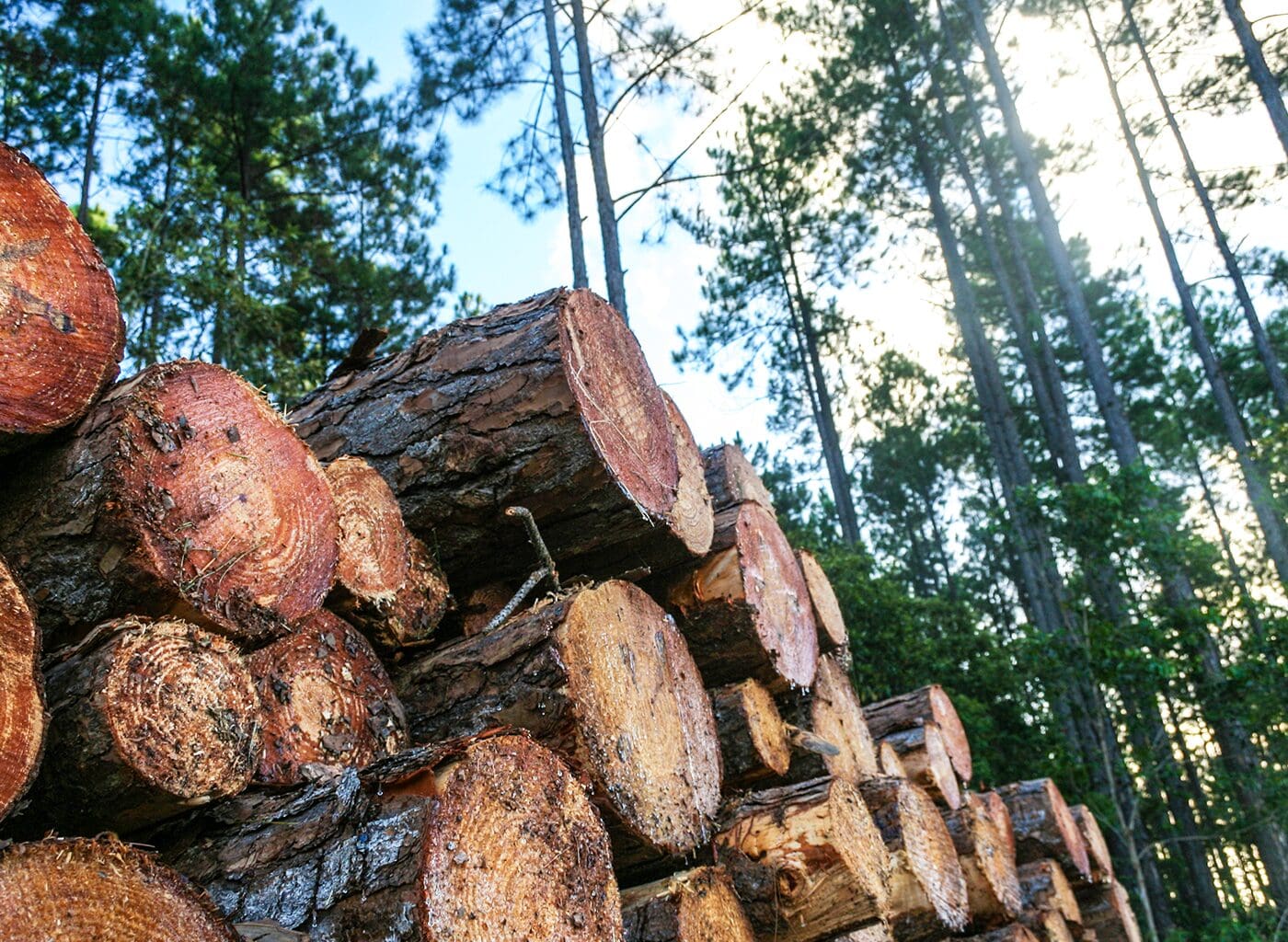 Rayonier Timber